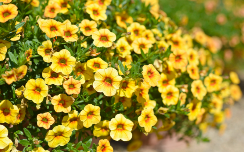 Calibrachoa Flower - Yellow Flowers Name
