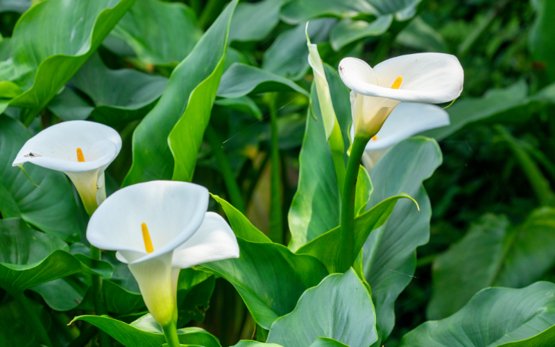 Arum Lily Flower -  Flowers Name Starting with A