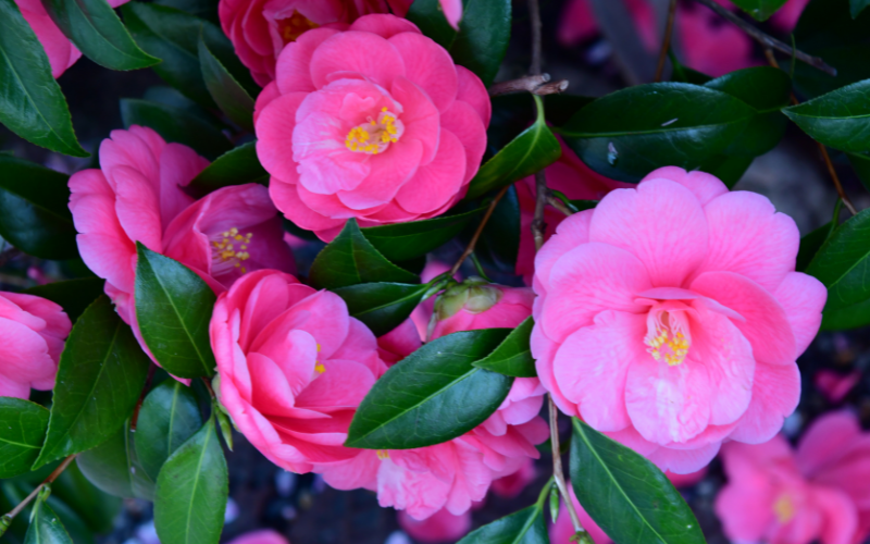 Camellia Flower - Pink Flowers Name