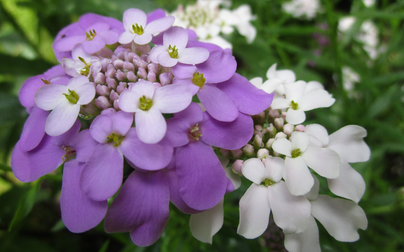 Candytuft Flower- Flowers Name Starting with C