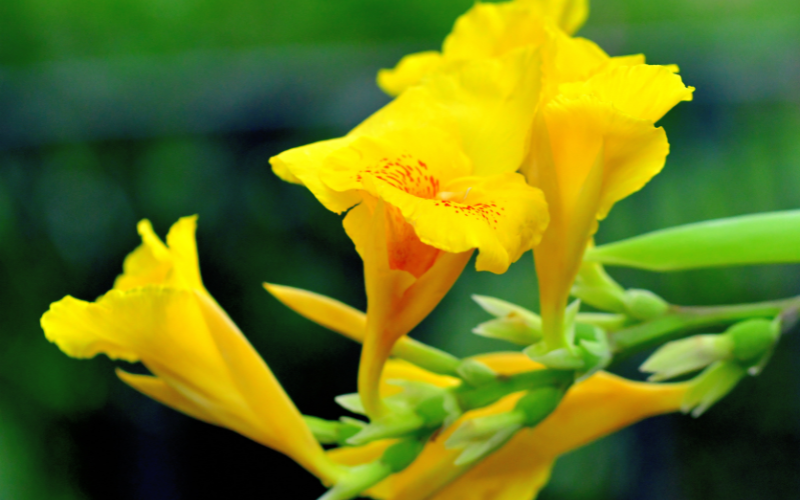 Canna Lily Flower - Yellow Flowers Name