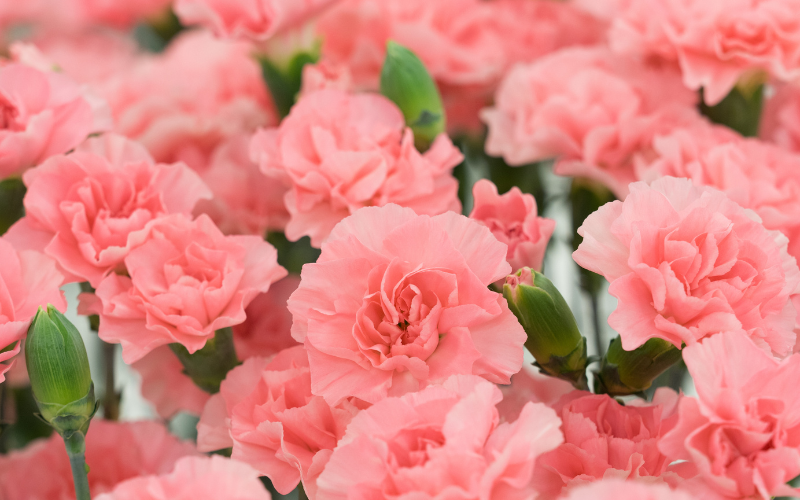 Carnation Flower -  Flowers Name Starting with C