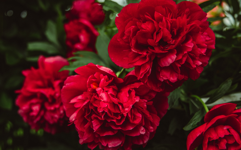 Carnations Flower - Flowers That Look Like Roses