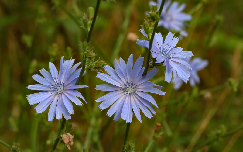 Chicory Flower - Blue Flowers Name with Pictures