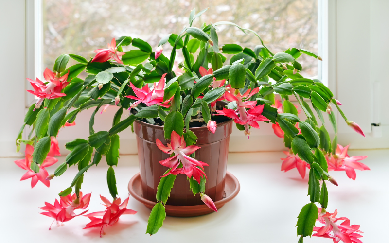 Christmas Cactus Flower - Flowers Name Starting with C