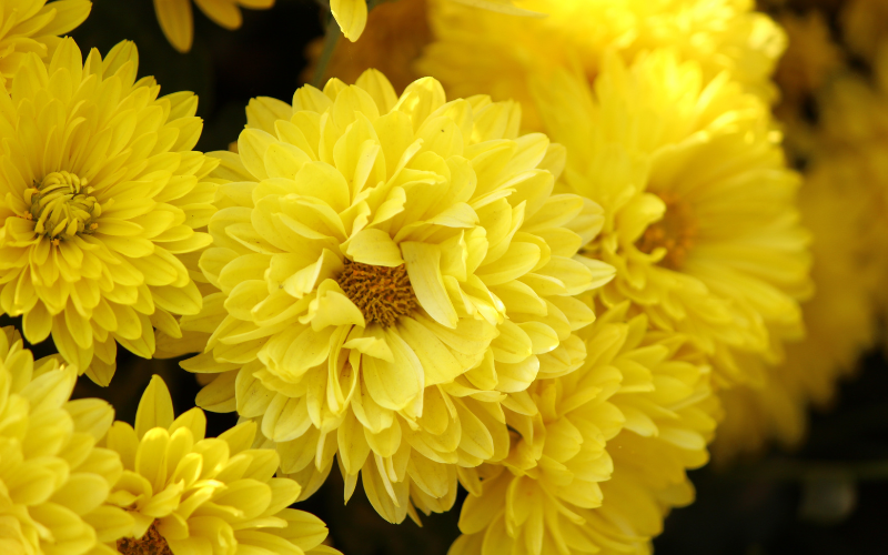 Chrysanthemum Flower - Yellow Flowers Name