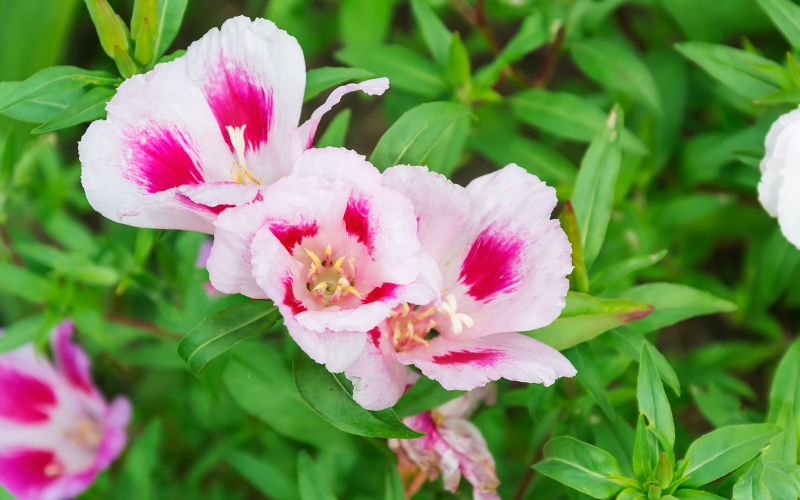 Clarkia Flower - Flowers Name Starting with C