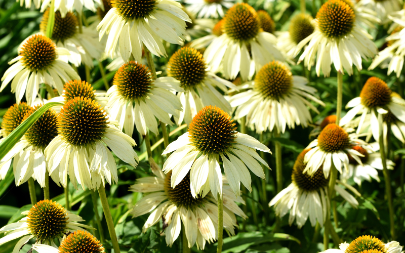 Coconut Lime Coneflower - Green Flowers Name