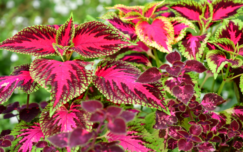 Coleus ‘Red Trailing Queen’ Flower - Flowers for Hanging Baskets in Shade