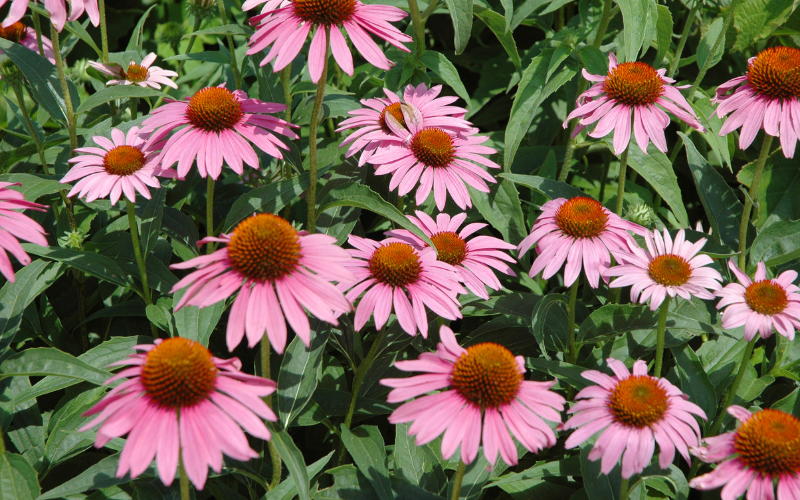 Coneflower - Flowers Name Starting with C