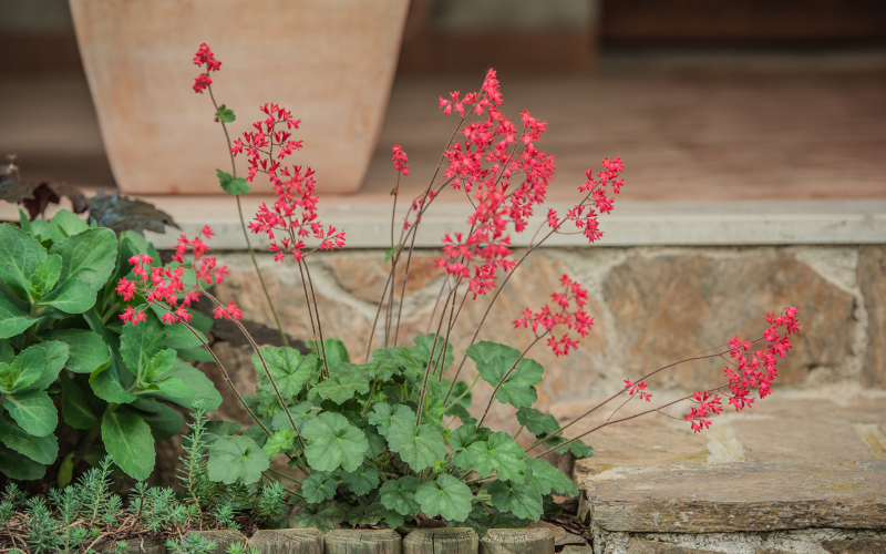 Coral Bells Flower - Flowers for Hanging Baskets in Shade