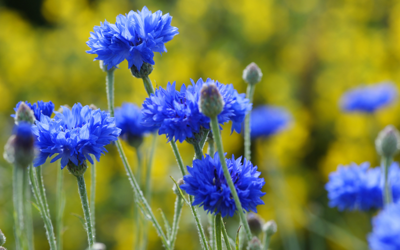 Cornflower - Blue Flowers Name with Pictures