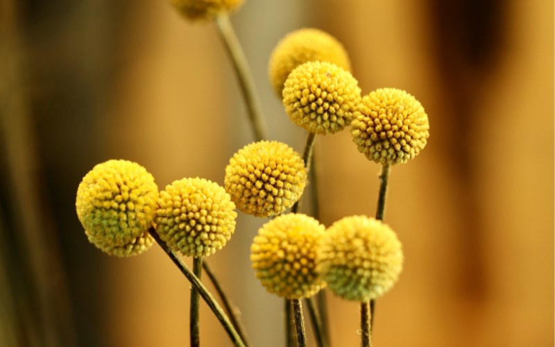 Craspedia Flower - Yellow Flowers Name