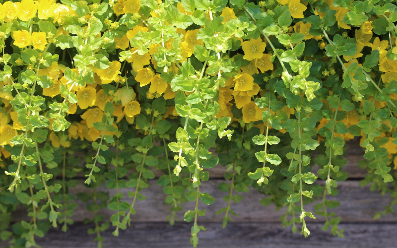 Creeping Jenny Flower - Flowers for Hanging Baskets in Shade