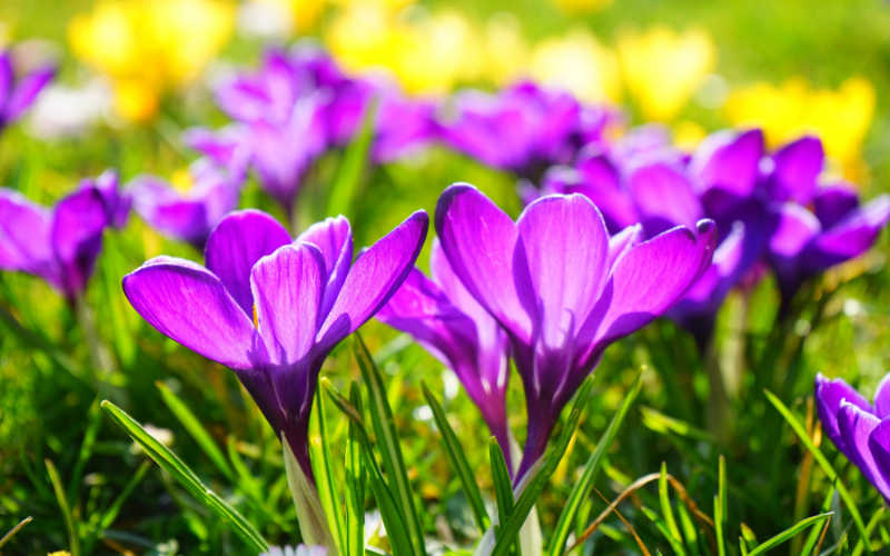 Crocus Flower - Flowers Name Starting with C