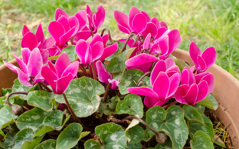 Cyclamen Flower - Flowers Name Starting with C