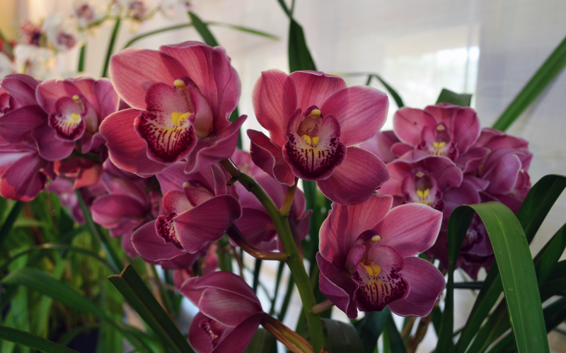 Cymbidium Orchids Flower -  Flowers Name Starting with C