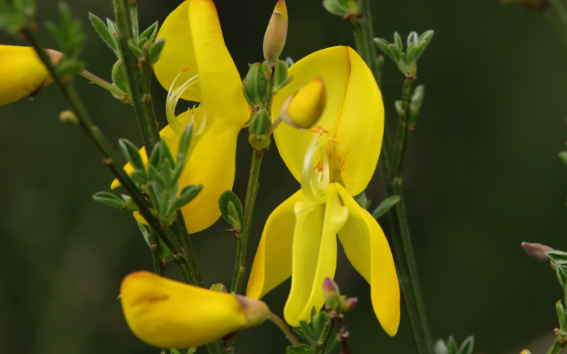 Cytisus Flower - Flowers Name Starting with C