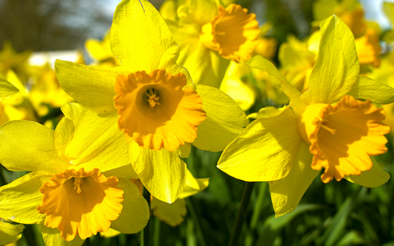 Daffodil Flower - Yellow Flowers Name