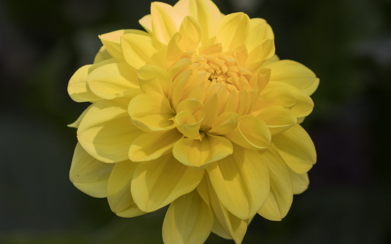 Dahlia Flower - Yellow Flowers Name