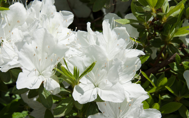 Delaware Valley White Azalea Flower - White Flowers Name