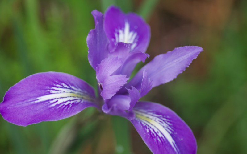 Douglas Iris Flower - Flowers Name Starting with D