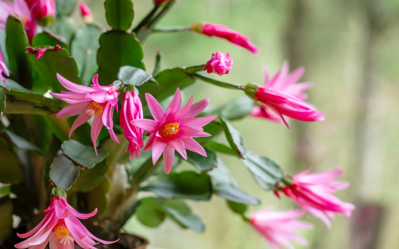 Easter Cactus Flower - Flowers Name Starting with E