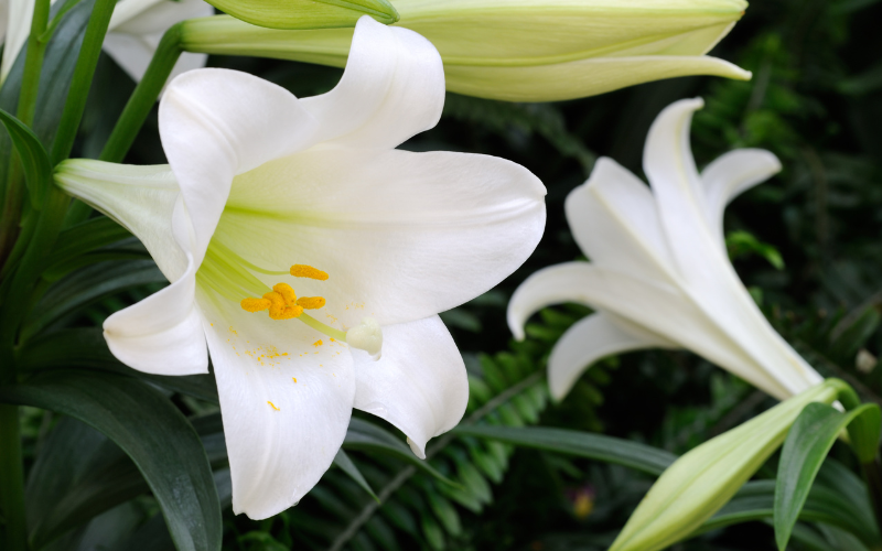 Easter Lily Flower - Flowers Name Starting with E