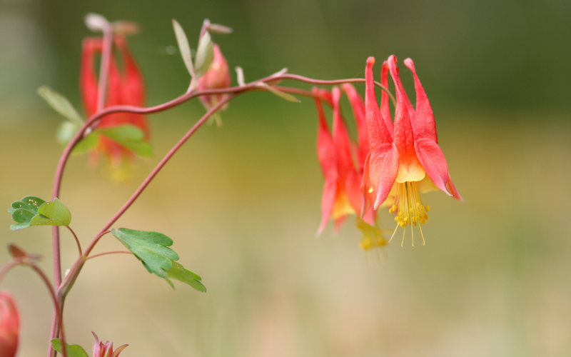 Eastern Red Columbine Flower - Flowers Name Starting with E
