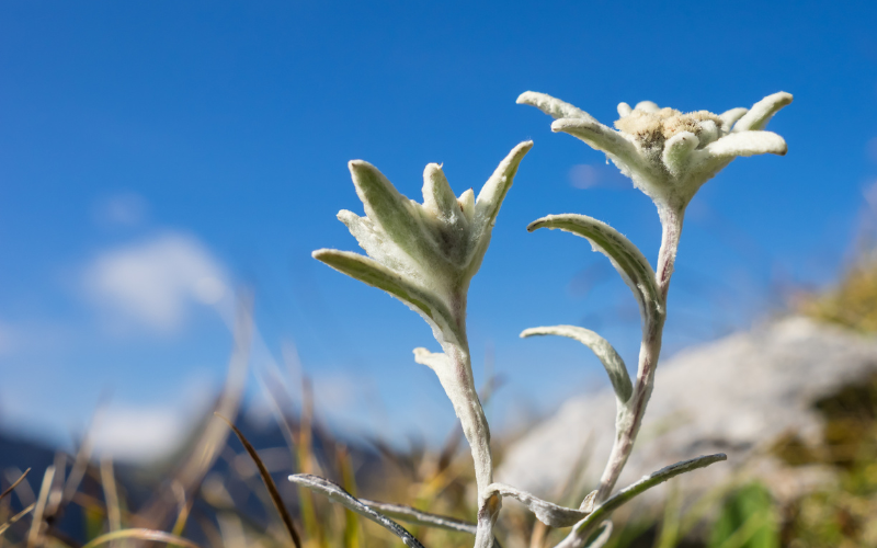 Edelweiss Flower - Flowers Name Starting with E