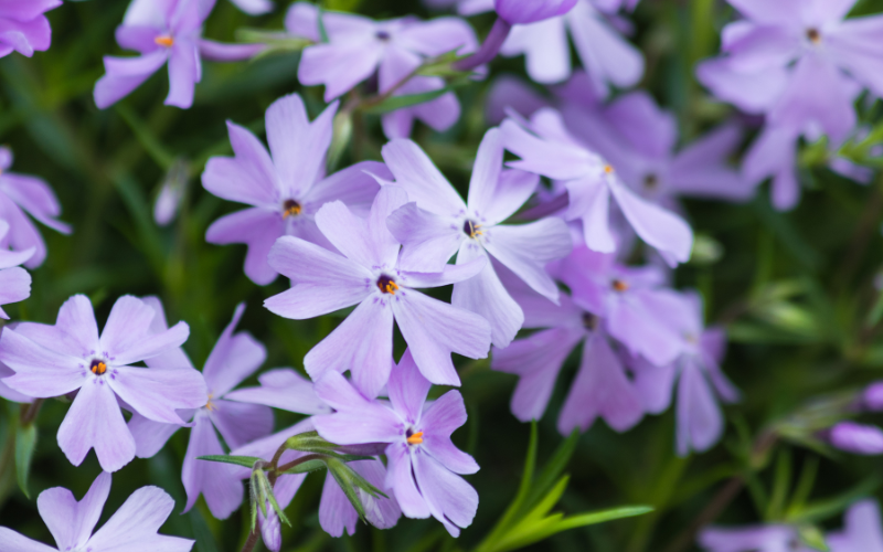 Emerald Blue Creeping Phlox Flower -Flowers Name Starting with E