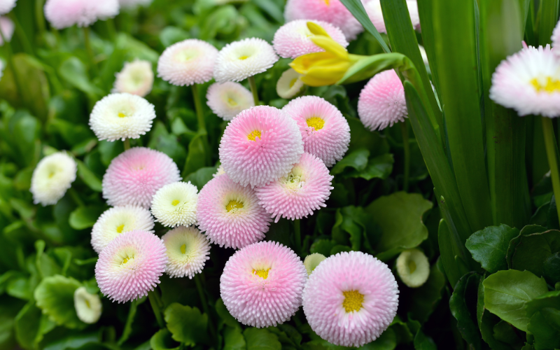 Pomponette English Daisy Flower - Pink Flowers Name 