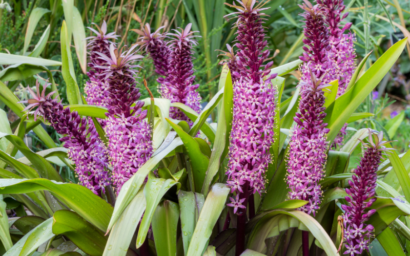 Eucomis Flower - Flowers Name Starting with E