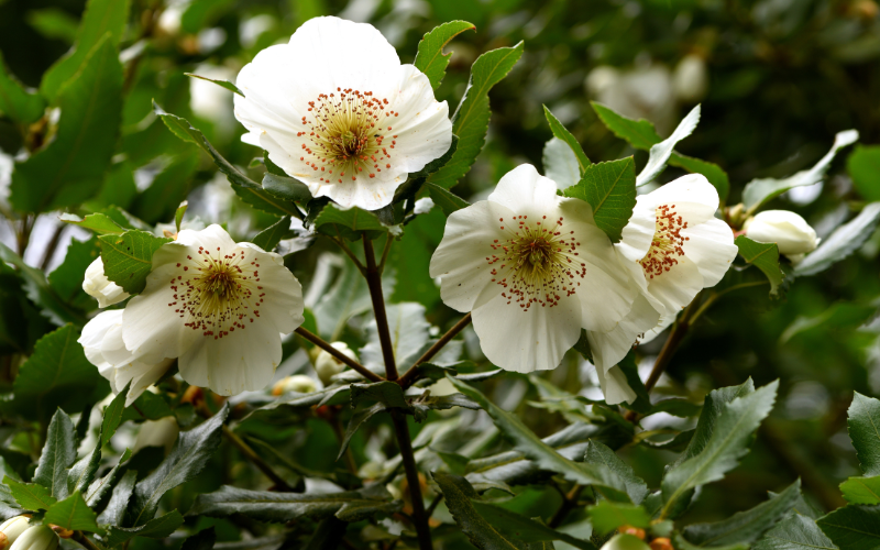 Eucryphia Flower - Flowers Name Starting with E