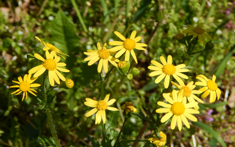 Euryops Flower - Flowers Name Starting with E