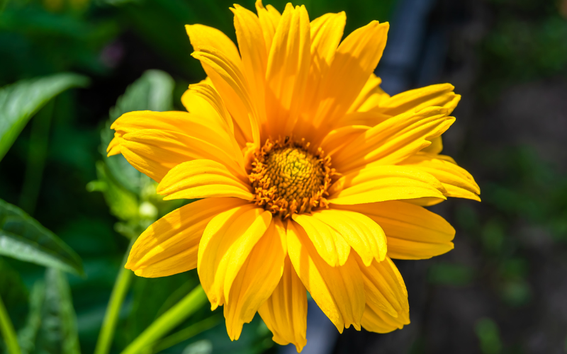 False Sunflower - Flowers That Look Like Sunflowers