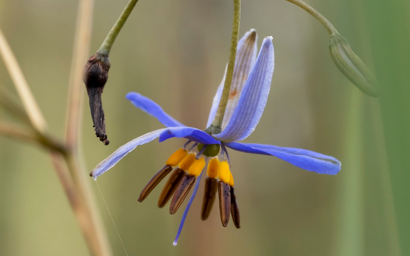 Flax Lily Flower -  Flowers Name Starting with F