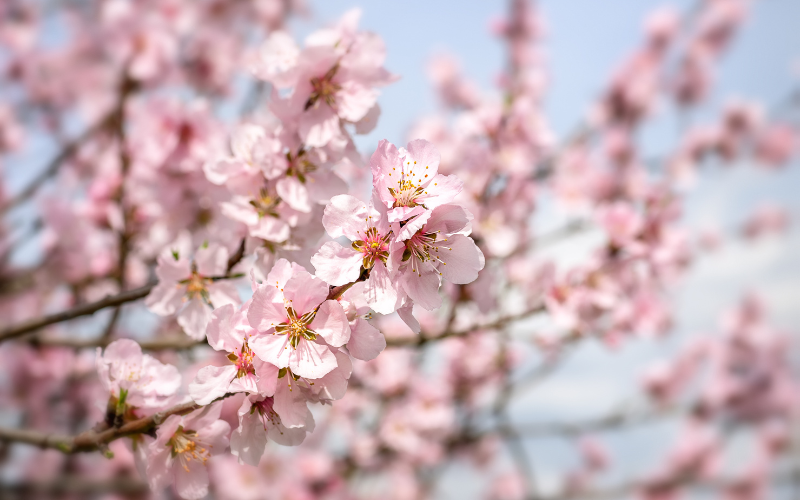 Flowering Almond Flower -  Flowers Name Starting with F