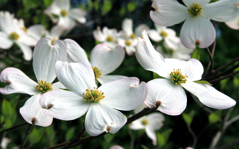 Flowering Dogwood Flower -   Flowers Name Starting with F
