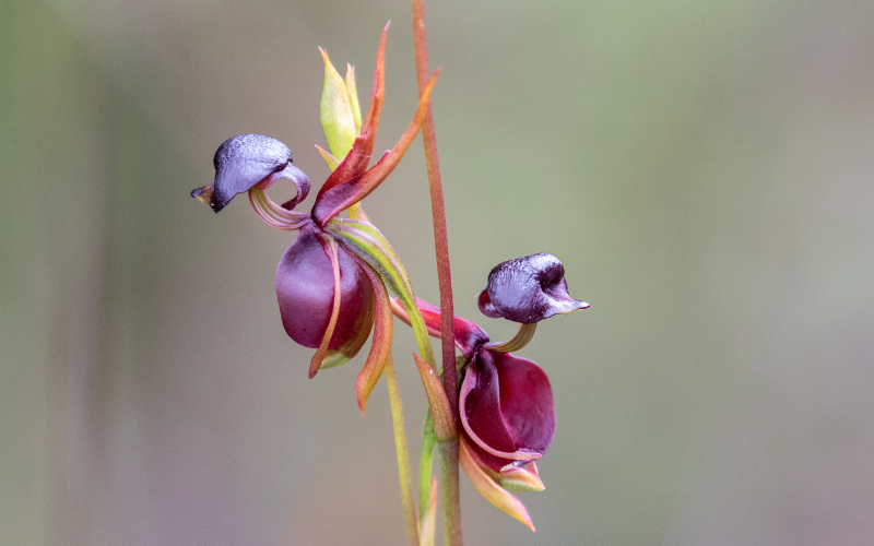 Flying Duck Orchid Flower - Flowers that Look Like Animals