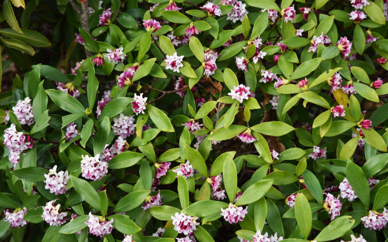 Fragrant Daphne Flower -  Flowers Name Starting with F