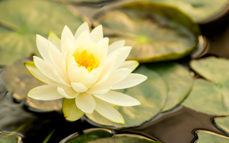 Waterlily Flower - Flowers Name Starting with W