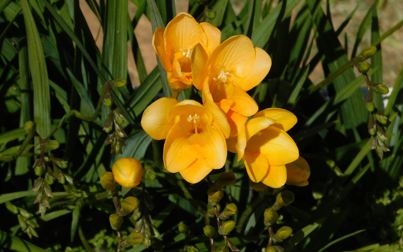 Freesia Flower - Yellow Flowers Name