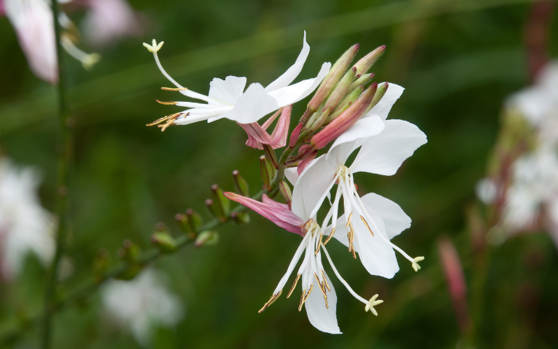 Gaura Flower -  Flowers Name Starting with G