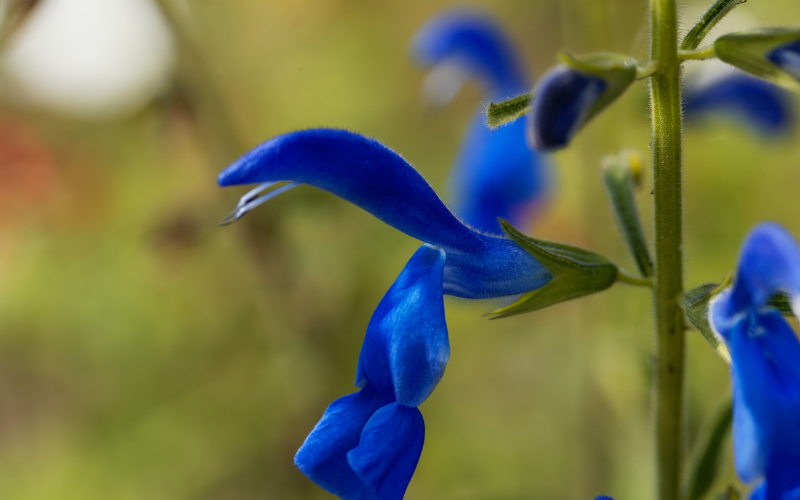 Gentian Sage Flower -  Flowers Name Starting with G