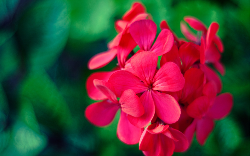 Geranium Flower -  Flowers Name Starting with G