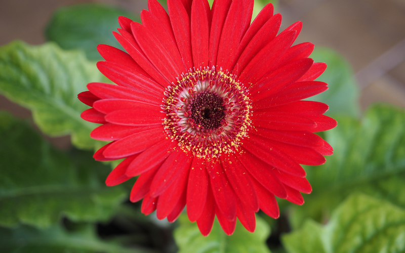 Gerbera Daisy Flower - Flowers Name Starting with G