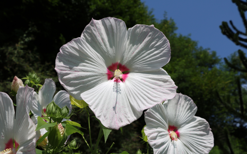 Giant Hibiscus Flower -  Flowers Name Starting with G