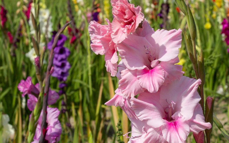 Gladiolus Flower -  Flowers Name Starting with G