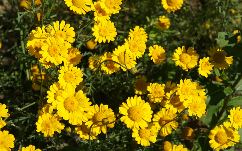 Golden Marguerite Flower - Flowers That Look Like Sunflowers